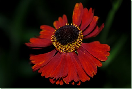 Helenium autumnale 'Redgold'