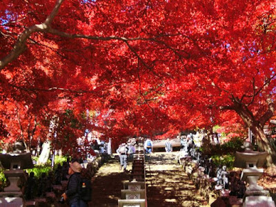  大山寺の紅葉