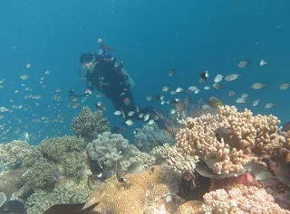 Diving at Wakatobi