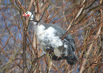 african guinea fowl in tree