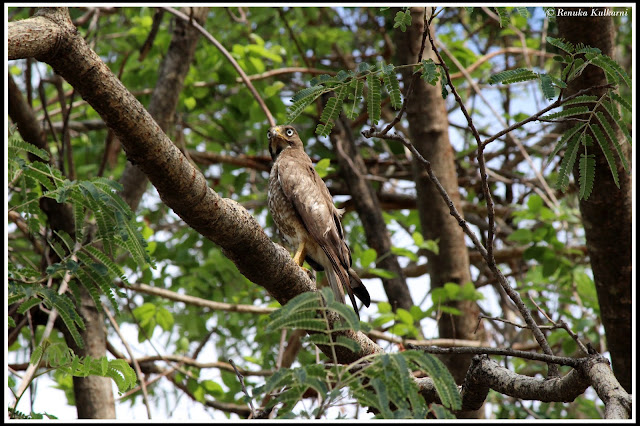 White eye buzzard at Tadoba