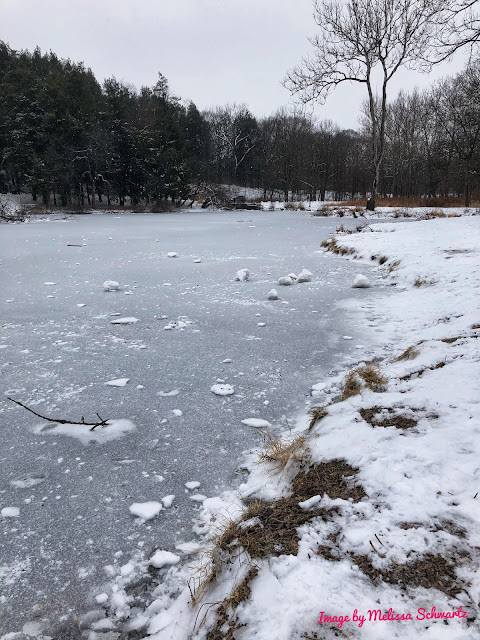 Snowballs rested upon the frozen lake at Morton Arboretum.