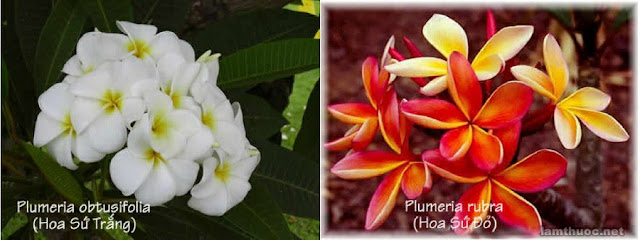 Plumeria obtusifolia (= P. acuminata) = Cây sứ hoa trắng. Singapore plumeria
