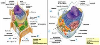 1 1 3 Organel Sel  Hewan  dan  Tumbuhan  Dian Husada Biologi 