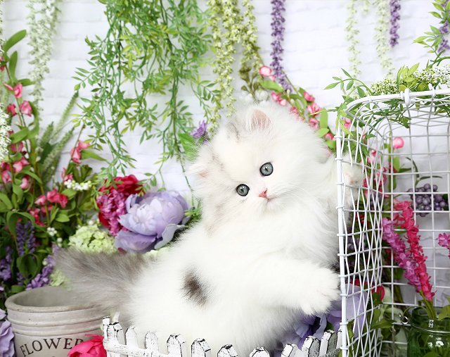 Persian cat