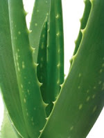 Aloe vera pour les cheveux