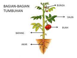 Plantae atau Tumbuhan