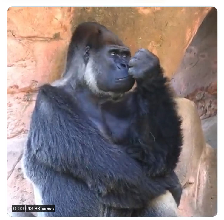 A Gorilla Thinking