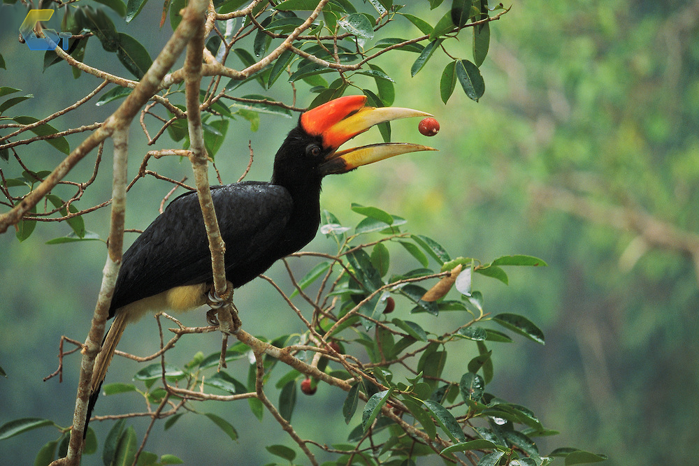  Gambar Burung Rangkong  Badak Gambar  Burung 