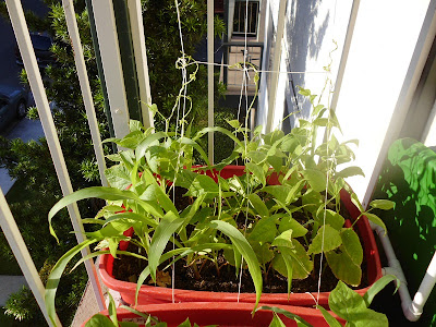 3 Sisters Container Garden