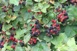 fresh blackberries