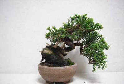 bonsai trees