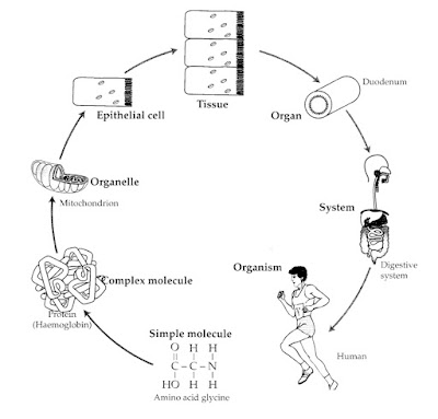 Cells organization