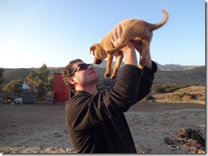 Mex dog jake
