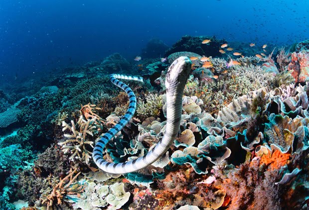 Deniz yılanları