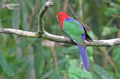 Klasifikasi Burung Nuri Raja Ambon