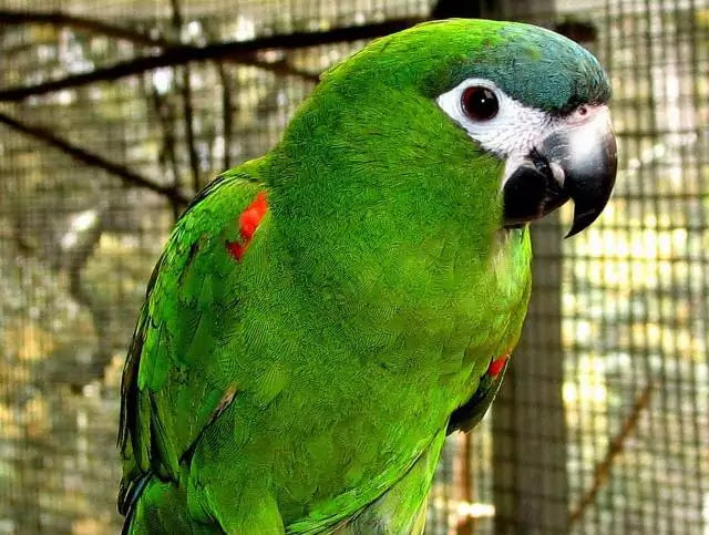 Top 10 favorite pet birds all over the world