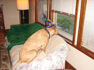 BUDDY, CANINE COUCH POTATO