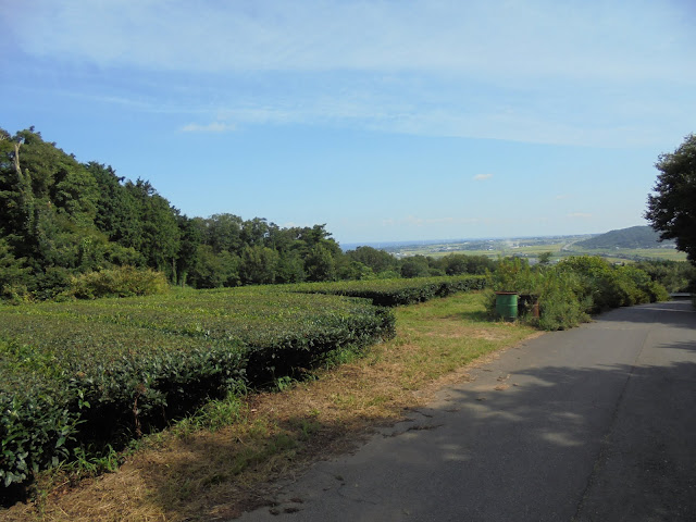 茶畑と向こうに大山町を望む