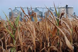 doomsday panic buying, wheat field