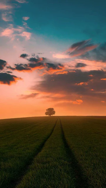 Lonely Tree, Grass, Field, Sunset, Nature, Landscape, Clouds, Sky, Mobile Wallpaper