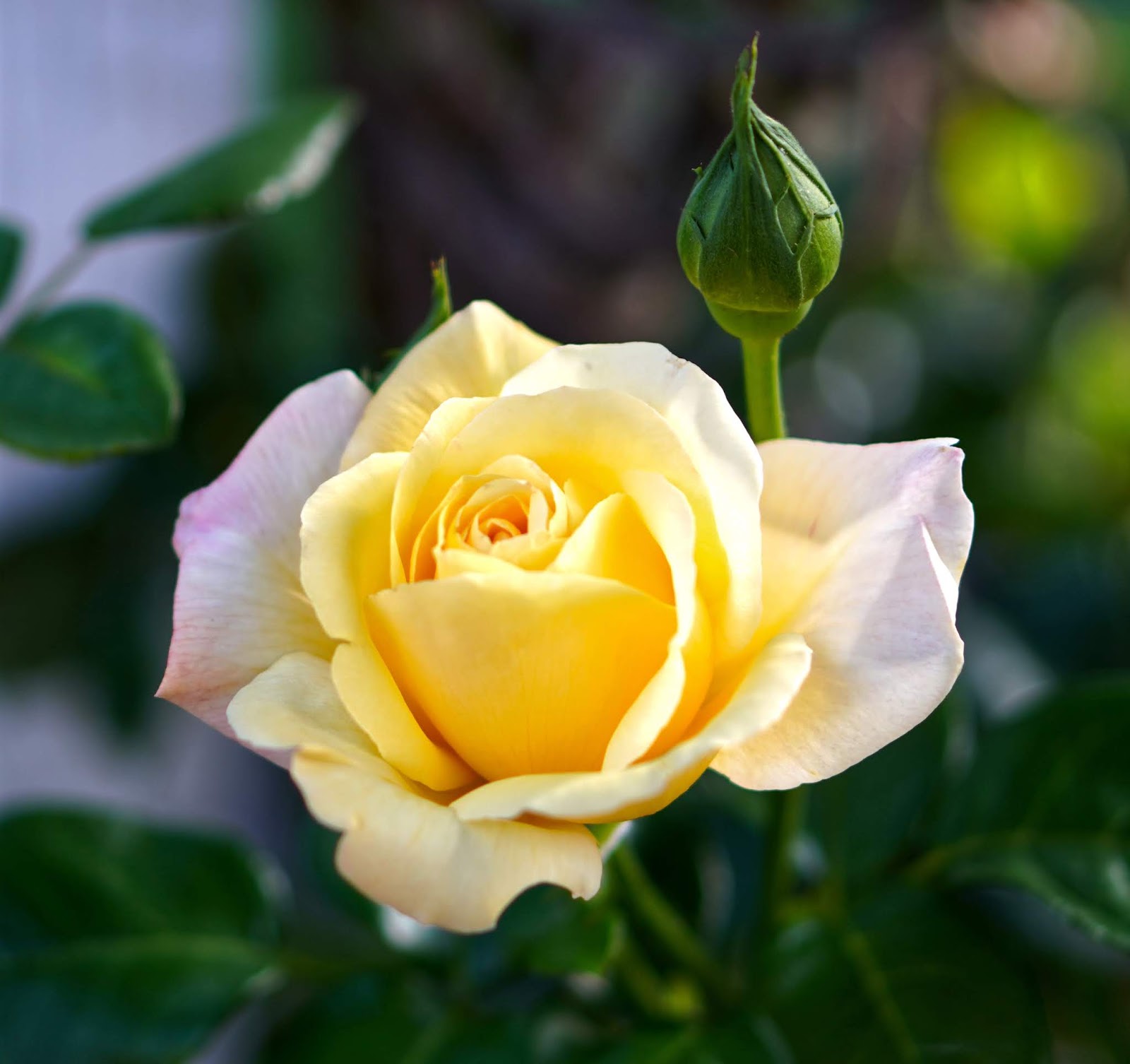 Gambar Bunga  Mawar  Dengan Berbagai Warna Dan Maknanya 