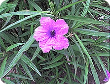 flor25