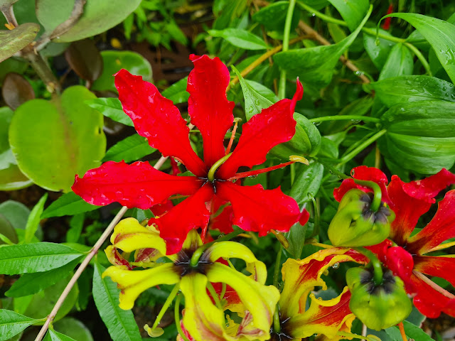 Gloriosa superba