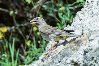 gorrion-chillon-petronia-petronia-