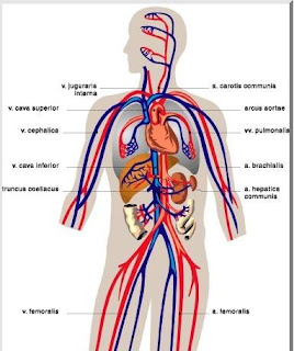 Circulatory System Anatomy of the Human Body Picture