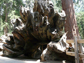 visite Sequoia National Park USA