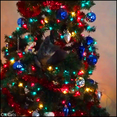Xmas cat GIF • Funny blue kitty hidden inside “his“ Christmas 🎄 tree • Cat  GIF Website