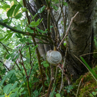 Hain-Bänderschnecke im Wald