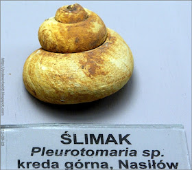 Ślimak - Pleurotomaria