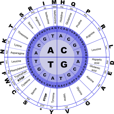 MCQS On DNA