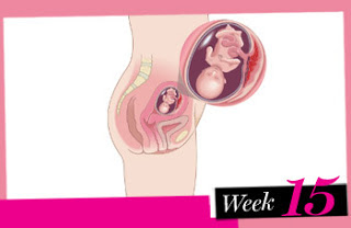 sự phát triển của thai nhi 15 tuần tuổi
