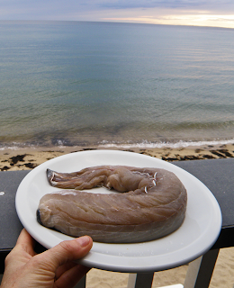 Long Piece of Bluefish on Plate Needs Cutting