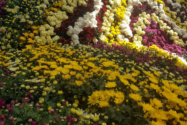 Corner displays with various varieties of Chrysanthemum