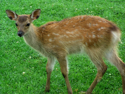 Lovely Deer Photo