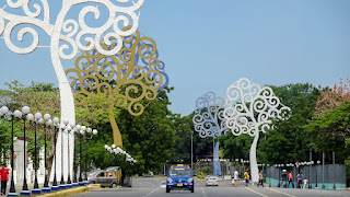 Ceiba trees at Managua