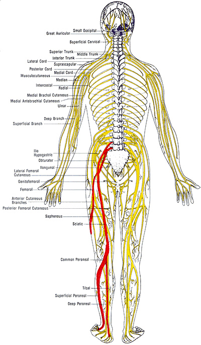 Sciatica is a pain which starts in the lower back and runs along the 