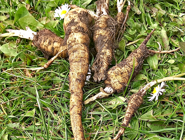 Parsnips