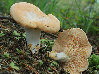 Gamuza, lengua de vaca - Hydnum repandum