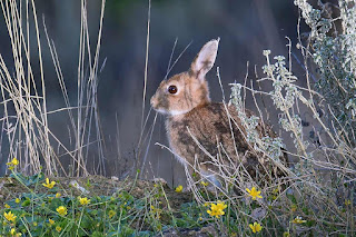 conejo-comun-oryctolagus-cuniculus-sentado-al-sol-