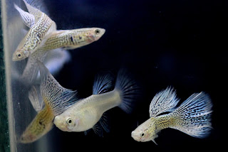 Jual Guppy Blue Taiwan,  Harga Guppy Blue Taiwan,  Toko Guppy Blue Taiwan,  Diskon Guppy Blue Taiwan,  Beli Guppy Blue Taiwan,  Review Guppy Blue Taiwan,  Promo Guppy Blue Taiwan,  Spesifikasi Guppy Blue Taiwan,  Guppy Blue Taiwan Murah,  Guppy Blue Taiwan Asli,  Guppy Blue Taiwan Original,  Guppy Blue Taiwan Jakarta,  Jenis Guppy Blue Taiwan,  Budidaya Guppy Blue Taiwan,  Peternak Guppy Blue Taiwan,  Cara Merawat Guppy Blue Taiwan,  Tips Merawat Guppy Blue Taiwan,  Bagaimana cara merawat Guppy Blue Taiwan,  Bagaimana mengobati Guppy Blue Taiwan,  Ciri-Ciri Hamil Guppy Blue Taiwan,  Kandang Guppy Blue Taiwan,  Ternak Guppy Blue Taiwan,  Makanan Guppy Blue Taiwan,  Guppy Blue Taiwan Termahal,  Adopsi Guppy Blue Taiwan,  Jual Cepat Guppy Blue Taiwan,  Guppy Blue Taiwan  Jakarta,  Guppy Blue Taiwan  Bandung,  Guppy Blue Taiwan  Medan,  Guppy Blue Taiwan  Bali,  Guppy Blue Taiwan  Makassar,  Guppy Blue Taiwan  Jambi,  Guppy Blue Taiwan  Pekanbaru,  Guppy Blue Taiwan  Palembang,  Guppy Blue Taiwan  Sumatera,  Guppy Blue Taiwan  Langsa,  Guppy Blue Taiwan  Lhokseumawe,  Guppy Blue Taiwan  Meulaboh,  Guppy Blue Taiwan  Sabang,  Guppy Blue Taiwan  Subulussalam,  Guppy Blue Taiwan  Denpasar,  Guppy Blue Taiwan  Pangkalpinang,  Guppy Blue Taiwan  Cilegon,  Guppy Blue Taiwan  Serang,  Guppy Blue Taiwan  Tangerang Selatan,  Guppy Blue Taiwan  Tangerang,  Guppy Blue Taiwan  Bengkulu,  Guppy Blue Taiwan  Gorontalo,  Guppy Blue Taiwan  guppy,  Guppy Blue Taiwan  tropical fish,  Guppy Blue Taiwan  aquarium fish,  Guppy Blue Taiwan  bubble guppies games,  Guppy Blue Taiwan  guppy fish,  Guppy Blue Taiwan  bubble guppies videos,  Guppy Blue Taiwan  bubble guppies episodes,  Guppy Blue Taiwan  bubble guppies full episodes,  Guppy Blue Taiwan  super guppy,  Guppy Blue Taiwan  bubble guppies cast,  Guppy Blue Taiwan  aquarium online,  Guppy Blue Taiwan  bubble guppies songs,  Guppy Blue Taiwan  tetra aquarium,  Guppy Blue Taiwan  guppies for sale,  Guppy Blue Taiwan  pregnant guppy,  Guppy Blue Taiwan  bubble guppies characters,  Guppy Blue Taiwan  bubble guppy,  Guppy Blue Taiwan  bubble guppies names,  Guppy Blue Taiwan  guppies fish,  Guppy Blue Taiwan  guppy breeding,  Guppy Blue Taiwan  breeding guppies,  Guppy Blue Taiwan  bubble guppie,  Guppy Blue Taiwan  nick jr bubble guppies,  Guppy Blue Taiwan  bubble guppies coloring pages,  Guppy Blue Taiwan  bubble guppies video,  Guppy Blue Taiwan  bubble guppy games,  Guppy Blue Taiwan  guppy aquarium,  Guppy Blue Taiwan  guppy care,  Guppy Blue Taiwan  baby guppies,  Guppy Blue Taiwan  design aquarium,  Guppy Blue Taiwan  how to breed guppies,  Guppy Blue Taiwan  endlers guppy,  Guppy Blue Taiwan  bubble guppies wiki,  Guppy Blue Taiwan  bubble guppies game,  Guppy Blue Taiwan  guppies care,  Guppy Blue Taiwan  guppy fry,  Guppy Blue Taiwan  male guppies,  Guppy Blue Taiwan  buble guppies,  Guppy Blue Taiwan  guppy fish care,  Guppy Blue Taiwan  female guppies,  Guppy Blue Taiwan  female guppy,  Guppy Blue Taiwan  guppy tank,  Guppy Blue Taiwan  types of guppies,  Guppy Blue Taiwan  online aquarium,  Guppy Blue Taiwan  guppies aquarium,  Guppy Blue Taiwan  pregnant guppies,  Guppy Blue Taiwan  guppy giving birth,  Guppy Blue Taiwan  what do guppies eat,  Guppy Blue Taiwan  guppy life span,  Guppy Blue Taiwan  guppy pond,  Guppy Blue Taiwan  guppy grass,  Guppy Blue Taiwan  guppies breeding,  Guppy Blue Taiwan  aquarium guppy,  Guppy Blue Taiwan  guppies giving birth,  Guppy Blue Taiwan  bubble guppies pictures,  Guppy Blue Taiwan  bubble guppies show,  Guppy Blue Taiwan  male guppy,  Guppy Blue Taiwan  guppy fish for sale,  Guppy Blue Taiwan  pregnant guppy fish,  Guppy Blue Taiwan  endler guppies,  Guppy Blue Taiwan  guppy babies,  Guppy Blue Taiwan  the bubble guppies,  Guppy Blue Taiwan  bubble guppies images,  Guppy Blue Taiwan  bubble guppies bubble puppy,  Guppy Blue Taiwan  guppy food,  Guppy Blue Taiwan  ferplast aquarium,  Guppy Blue Taiwan  guppy temperature,  Guppy Blue Taiwan  the binding isaac,  Guppy Blue Taiwan  guppy tail,  Guppy Blue Taiwan  the rebirth of isaac,  Guppy Blue Taiwan  the binding of isaac rebirth guppy,  Guppy Blue Taiwan  isaac the game,  Guppy Blue Taiwan  guppie fish,  Guppy Blue Taiwan  guppy fish breeding,  Guppy Blue Taiwan  guppy for sale,  Guppy Blue Taiwan  guppy tank mates,  Guppy Blue Taiwan  aquarium shop online,  Guppy Blue Taiwan  guppy gestation,  Guppy Blue Taiwan  the binding of isaac guppy,  Guppy Blue Taiwan  keeping guppies,  Guppy Blue Taiwan  guppy definition,  Guppy Blue Taiwan  guppy meaning,  Guppy Blue Taiwan  guppy breathing,  Guppy Blue Taiwan  fish tropical,  Guppy Blue Taiwan  endlers guppies,  Guppy Blue Taiwan  baby guppy,  Guppy Blue Taiwan  nickelodeon bubble guppies,  Guppy Blue Taiwan  guppy fish tank,  Guppy Blue Taiwan  guppy types,  Guppy Blue Taiwan  guppy fish types,  Guppy Blue Taiwan  guppy diseases,  Guppy Blue Taiwan  the binding of isaac 2,  Guppy Blue Taiwan  isaac the binding,  Guppy Blue Taiwan  wild guppies,  Guppy Blue Taiwan  wild guppy,  Guppy Blue Taiwan  fantail guppies,  Guppy Blue Taiwan  guppy pregnancy,  Guppy Blue Taiwan  lyretail guppy,  Guppy Blue Taiwan  pregnant guppy stages,  Guppy Blue Taiwan  guppy pregnant,  Guppy Blue Taiwan  male and female guppies,  Guppy Blue Taiwan  bubble guppys,  Guppy Blue Taiwan  guppy birth,  Guppy Blue Taiwan  do guppies need a heater,  Guppy Blue Taiwan  pictures of guppies,  Guppy Blue Taiwan  guppy fish life span,  Guppy Blue Taiwan  guppy water temperature,  Guppy Blue Taiwan  show guppies,  Guppy Blue Taiwan  black guppy,  Guppy Blue Taiwan  red guppy,  Guppy Blue Taiwan  binding isaac wiki,  Guppy Blue Taiwan  binding of isaac 2,  Guppy Blue Taiwan  moscow guppy,  Guppy Blue Taiwan  guppy forum,  Guppy Blue Taiwan  guppies online,  Guppy Blue Taiwan  fantail guppy,  Guppy Blue Taiwan  yellow guppy,  Guppy Blue Taiwan  snakeskin guppy,  Guppy Blue Taiwan  guppy fry growth chart,  Guppy Blue Taiwan  guppy fish food,  Guppy Blue Taiwan  temperature for guppies,  Guppy Blue Taiwan  water temperature for guppies,  Guppy Blue Taiwan  guppy games,  Guppy Blue Taiwan  black moscow guppy,  Guppy Blue Taiwan  full red guppy,  Guppy Blue Taiwan  blue moscow guppy,  Guppy Blue Taiwan  game isaac,  Guppy Blue Taiwan  male guppy fish,  Guppy Blue Taiwan  guppy varieties,  Guppy Blue Taiwan  albino guppy,  Guppy Blue Taiwan  guppy pregnancy stages,  Guppy Blue Taiwan  tequila sunrise guppy,  Guppy Blue Taiwan  guppy fin rot,  Guppy Blue Taiwan  guppy genetics,  Guppy Blue Taiwan  pink guppy,  Guppy Blue Taiwan  the guppy,  Guppy Blue Taiwan  highland guppy,  Guppy Blue Taiwan  guppy breeding tank,  Guppy Blue Taiwan  guppy breeds,  Guppy Blue Taiwan  show guppies for sale,  Guppy Blue Taiwan  guppies for sale uk,  Guppy Blue Taiwan  is my guppy pregnant,  Guppy Blue Taiwan  guppies having babies,  Guppy Blue Taiwan  guppy female,  Guppy Blue Taiwan  guppy fry care,  Guppy Blue Taiwan  do guppies need a filter,  Guppy Blue Taiwan  do guppies eat their babies,  Guppy Blue Taiwan  do guppies sleep,  Guppy Blue Taiwan  aquarium 40 liter,  Guppy Blue Taiwan  guppy game,  Guppy Blue Taiwan  neon guppies,  Guppy Blue Taiwan  neon guppy,  Guppy Blue Taiwan  guppy neon,  Guppy Blue Taiwan  isaac of binding,  Guppy Blue Taiwan  moscow blue guppy,  Guppy Blue Taiwan  guppy tail rot,  Guppy Blue Taiwan  isaac the rebirth,  Guppy Blue Taiwan  fish guppies,  Guppy Blue Taiwan  guppies dying,  Guppy Blue Taiwan  guppy species,  Guppy Blue Taiwan  guppy gravid spot,  Guppy Blue Taiwan  the of isaac,  Guppy Blue Taiwan  breeding guppies for beginners,  Guppy Blue Taiwan  guppy breeding cycle,  Guppy Blue Taiwan  female guppies for sale,  Guppy Blue Taiwan  guppies pregnant,  Guppy Blue Taiwan  pregnant female guppy,  Guppy Blue Taiwan  caring for guppies,  Guppy Blue Taiwan  guppies babies,  Guppy Blue Taiwan  guppy fry growth,  Guppy Blue Taiwan  guppy tank setup,  Guppy Blue Taiwan  guppy fish giving birth,  Guppy Blue Taiwan  guppy fry food,  Guppy Blue Taiwan  different types of guppies,  Guppy Blue Taiwan  types of guppy,  Guppy Blue Taiwan  guppy pictures,  Guppy Blue Taiwan  aquarium voor beginners,  Guppy Blue Taiwan  guppy life cycle,  Guppy Blue Taiwan  guppies temperature,  Guppy Blue Taiwan  guppy gestation period,  Guppy Blue Taiwan  the binding of the isaac,  Guppy Blue Taiwan  feeding guppies,  Guppy Blue Taiwan  guppi fish,  Guppy Blue Taiwan  guppy fish facts,  Guppy Blue Taiwan  guppy breeders,  Guppy Blue Taiwan  guppy wiki,  Guppy Blue Taiwan  freshwater guppies,  Guppy Blue Taiwan  rare guppies,  Guppy Blue Taiwan  raising guppies,  Guppy Blue Taiwan  guppy colors,  Guppy Blue Taiwan  guppy strains,  Guppy Blue Taiwan  guppy size,  Guppy Blue Taiwan  turquoise guppy,  Guppy Blue Taiwan  leopard guppy,  Guppy Blue Taiwan  guppy love,  Guppy Blue Taiwan  guppy images,  Guppy Blue Taiwan  guppy plant,  Guppy Blue Taiwan  water temp for guppies,  Guppy Blue Taiwan  guppy breeding setup,  Guppy Blue Taiwan  guppies for sale online,  Guppy Blue Taiwan  guppys aquarium,  Guppy Blue Taiwan  guppy fish pregnant,  Guppy Blue Taiwan  guppy care sheet,  Guppy Blue Taiwan  endler guppy hybrid,  Guppy Blue Taiwan  baby guppy fish,  Guppy Blue Taiwan  female guppy fish,  Guppy Blue Taiwan  bubble guppies nickelodeon,  Guppy Blue Taiwan  guppy tanks,  Guppy Blue Taiwan  guppies food,  Guppy Blue Taiwan  best food for guppies,  Guppy Blue Taiwan  tropical guppies,  Guppy Blue Taiwan  black guppy fish,  Guppy Blue Taiwan  black moscow guppies,  Guppy Blue Taiwan  gestation period for guppies,  Guppy Blue Taiwan  blue neon guppy,  Guppy Blue Taiwan  red mosaic guppy,  Guppy Blue Taiwan  betta and guppies,  Guppy Blue Taiwan  guppy fishes,  Guppy Blue Taiwan  fish compatible with guppies,  Guppy Blue Taiwan  what is a guppy fish,  Guppy Blue Taiwan  guppy s,  Guppy Blue Taiwan  guppy guppy,  Guppy Blue Taiwan  guppy facts,  Guppy Blue Taiwan  guppy behavior,  Guppy Blue Taiwan  green guppy,  Guppy Blue Taiwan  white guppy,  Guppy Blue Taiwan  guppy dropsy,  Guppy Blue Taiwan  purple guppy,  Guppy Blue Taiwan  bloated guppy,  Guppy Blue Taiwan  angelfish and guppies,  Guppy Blue Taiwan  fin rot guppy,  Guppy Blue Taiwan  guppies keep dying,  Guppy Blue Taiwan  mollies and guppies,  Guppy Blue Taiwan  stages of guppy pregnancy,  Guppy Blue Taiwan  south african guppies,  Guppy Blue Taiwan  mosaic guppy,  Guppy Blue Taiwan  guppy cartoon,  Guppy Blue Taiwan  breeding guppy,  Guppy Blue Taiwan  aquarium guppies,  Guppy Blue Taiwan  pregnant guppie,  Guppy Blue Taiwan  female guppy pregnant,  Guppy Blue Taiwan  guppy tank size,  Guppy Blue Taiwan  guppies tank mates,  Guppy Blue Taiwan  do guppies give live birth,  Guppy Blue Taiwan  buy guppies,  Guppy Blue Taiwan  food for guppies,  Guppy Blue Taiwan  types of guppy fish,  Guppy Blue Taiwan  guppy disease,  Guppy Blue Taiwan  tropical fish guppies,  Guppy Blue Taiwan  black guppies,  Guppy Blue Taiwan  guppy black,  Guppy Blue Taiwan  red guppies,  Guppy Blue Taiwan  red guppy fish,  Guppy Blue Taiwan  moscow guppies,  Guppy Blue Taiwan  guppies and bettas,  Guppy Blue Taiwan  guppy fish information,  Guppy Blue Taiwan  guppy fish images,  Guppy Blue Taiwan  all about guppies,  Guppy Blue Taiwan  guppy breeder,  Guppy Blue Taiwan  guppys online,  Guppy Blue Taiwan  guppy poecilia reticulata,  Guppy Blue Taiwan  guppy a,  Guppy Blue Taiwan  purple guppies,  Guppy Blue Taiwan  beautiful guppies,  Guppy Blue Taiwan  guppy pdf,  Guppy Blue Taiwan  guppy swimming vertically,  Guppy Blue Taiwan  guppy names,  Guppy Blue Taiwan  yellow guppies,  Guppy Blue Taiwan  male guppies fighting,  Guppy Blue Taiwan  guppies and tetras,  Guppy Blue Taiwan  saltwater guppies,  Guppy Blue Taiwan  guppies and mollies,  Guppy Blue Taiwan  the guppies,  Guppy Blue Taiwan  breeding guppies in community tank,  Guppy Blue Taiwan  breed guppies,  Guppy Blue Taiwan  live guppies for sale,  Guppy Blue Taiwan  guppies fish for sale,  Guppy Blue Taiwan  breeding guppies for profit,  Guppy Blue Taiwan  guppies aquarium products,  Guppy Blue Taiwan  taking care of guppies,  Guppy Blue Taiwan  guppies fish care,  Guppy Blue Taiwan  john endler guppies,  Guppy Blue Taiwan  guppy fish babies,  Guppy Blue Taiwan  male and female guppy,  Guppy Blue Taiwan  guppy fry development,  Guppy Blue Taiwan  guppy fry stages,  Guppy Blue Taiwan  guppies fish tank,  Guppy Blue Taiwan  guppies tank,  Guppy Blue Taiwan  guppy fry tank,  Guppy Blue Taiwan  female guppy giving birth,  Guppy Blue Taiwan  pregnant guppy giving birth,  Guppy Blue Taiwan  guppies birth,  Guppy Blue Taiwan  guppy give birth,  Guppy Blue Taiwan  guppies types,  Guppy Blue Taiwan  how much do guppies cost,  Guppy Blue Taiwan  do guppies eat algae,  Guppy Blue Taiwan  guppy diseases pictures,  Guppy Blue Taiwan  pregnant guppy pictures,  Guppy Blue Taiwan  pictures of guppy fish,  Guppy Blue Taiwan  guppy fish diseases,  Guppy Blue Taiwan  show guppy,  Guppy Blue Taiwan  guppy tropical fish,  Guppy Blue Taiwan  guppies tropical fish,  Guppy Blue Taiwan  half black guppy,  Guppy Blue Taiwan  neon blue guppy,  Guppy Blue Taiwan  guppies and neon tetras,  Guppy Blue Taiwan  binding of the isaac,  Guppy Blue Taiwan  moscow blue guppies,  Guppy Blue Taiwan  of isaac game,  Guppy Blue Taiwan  feeding guppy fry,  Guppy Blue Taiwan  game the binding of isaac,  Guppy Blue Taiwan  the binding of isaac the game,  Guppy Blue Taiwan  blue guppy fish,  Guppy Blue Taiwan  fish that can live with guppies,  Guppy Blue Taiwan  images of guppy fish,  Guppy Blue Taiwan  guppy online,  Guppy Blue Taiwan  albino guppies,  Guppy Blue Taiwan  pics of guppies,  Guppy Blue Taiwan  my guppies keep dying,  Guppy Blue Taiwan  guppy colours,  Guppy Blue Taiwan  guppy growth chart,  Guppy Blue Taiwan  golden guppy,  Guppy Blue Taiwan  colorful guppies,  Guppy Blue Taiwan  columnaris guppy,  Guppy Blue Taiwan  guppy diet,  Guppy Blue Taiwan  dragon guppy,  Guppy Blue Taiwan  atfg guppy,  Guppy Blue Taiwan  blue diamond guppy,  Guppy Blue Taiwan  gold guppy,  Guppy Blue Taiwan  guppy scientific name,  Guppy Blue Taiwan  guppies fighting,  Guppy Blue Taiwan  pingu guppy,  Guppy Blue Taiwan  trinidadian guppies,  Guppy Blue Taiwan  dropsy guppy,  Guppy Blue Taiwan  fat guppy,  Guppy Blue Taiwan  guppy guppies,  Guppy Blue Taiwan  guppy singapore,  Guppy Blue Taiwan  sunset guppy,  Guppy Blue Taiwan  guppy natural habitat,  Guppy Blue Taiwan  guppies breeding cycle,  Guppy Blue Taiwan  breeding tank for guppies,  Guppy Blue Taiwan  guppy breeding guide,  Guppy Blue Taiwan  guppies fish breeding,  Guppy Blue Taiwan  guppy breeding trap,  Guppy Blue Taiwan  guppy breeding tank setup,  Guppy Blue Taiwan  guppy sale,  Guppy Blue Taiwan  rare guppies for sale,  Guppy Blue Taiwan  endler guppies for sale,  Guppy Blue Taiwan  aquarium de guppy,  Guppy Blue Taiwan  pregnant guppy behavior,  Guppy Blue Taiwan  guppie care,  Guppy Blue Taiwan  guppy care guide,  Guppy Blue Taiwan  baby guppy care,  Guppy Blue Taiwan  guppy having babies,  Guppy Blue Taiwan  guppies male or female,  Guppy Blue Taiwan  guppies female,  Guppy Blue Taiwan  guppy fish female,  Guppy Blue Taiwan  guppies fry,  Guppy Blue Taiwan  raising guppy fry,  Guppy Blue Taiwan  guppy birth signs,  Guppy Blue Taiwan  guppies live birth,  Guppy Blue Taiwan  guppy fish pictures,  Guppy Blue Taiwan  guppies pictures,  Guppy Blue Taiwan  female guppy pictures,  Guppy Blue Taiwan  life cycle of a guppy,  Guppy Blue Taiwan  guppies water temperature,  Guppy Blue Taiwan  tropical fish guppy,  Guppy Blue Taiwan  tropical guppy,  Guppy Blue Taiwan  moscow black guppy,  Guppy Blue Taiwan  neon tetras and guppies,  Guppy Blue Taiwan  guppy tails,  Guppy Blue Taiwan  guppy feeding,  Guppy Blue Taiwan  bettas and guppies,  Guppy Blue Taiwan  guppies and betta,  Guppy Blue Taiwan  can guppies live with bettas,  Guppy Blue Taiwan  guppy fish price,  Guppy Blue Taiwan  guppy fish varieties,  Guppy Blue Taiwan  wild guppy fish,  Guppy Blue Taiwan  guppys fish,  Guppy Blue Taiwan  guppies information,  Guppy Blue Taiwan  free guppies,  Guppy Blue Taiwan  blue glass guppy,  Guppy Blue Taiwan  guppy d,  Guppy Blue Taiwan  pink guppies,  Guppy Blue Taiwan  guppy behaviour,  Guppy Blue Taiwan  common guppy,  Guppy Blue Taiwan  ribbon guppy,  Guppy Blue Taiwan  kinds of guppies,  Guppy Blue Taiwan  gonopodium guppy,  Guppy Blue Taiwan  rare guppy,  Guppy Blue Taiwan  guppy compatibility,  Guppy Blue Taiwan  pretty guppies,  Guppy Blue Taiwan  snakeskin guppies,  Guppy Blue Taiwan  guppy anatomy,  Guppy Blue Taiwan  green guppies,  Guppy Blue Taiwan  guppies in the wild,  Guppy Blue Taiwan  guppy growth,  Guppy Blue Taiwan  guppy water temp,  Guppy Blue Taiwan  guppy swim bladder,  Guppy Blue Taiwan  german yellow guppy,  Guppy Blue Taiwan  guppy videos,  Guppy Blue Taiwan  cartoon guppy,  Guppy Blue Taiwan  guppy not eating,  Guppy Blue Taiwan  exotic guppy,  Guppy Blue Taiwan  breeding guppys,  Guppy Blue Taiwan  breeding guppy fish,  Guppy Blue Taiwan  guppies for sale cheap,  Guppy Blue Taiwan  guppy breed,  Guppy Blue Taiwan  cheap guppies for sale,  Guppy Blue Taiwan  wild guppies for sale,  Guppy Blue Taiwan  guppys for sale,  Guppy Blue Taiwan  baby guppies for sale,  Guppy Blue Taiwan  guppy fry for sale,  Guppy Blue Taiwan  guppy fish aquarium,  Guppy Blue Taiwan  aquarium fish guppy,  Guppy Blue Taiwan  care for guppies,  Guppy Blue Taiwan  bubble guppies nick,  Guppy Blue Taiwan  nick bubble guppies,  Guppy Blue Taiwan  guppie fry,  Guppy Blue Taiwan  caring for guppy fry,  Guppy Blue Taiwan  guppy fish tanks,  Guppy Blue Taiwan  female guppies giving birth,  Guppy Blue Taiwan  where to buy guppies,  Guppy Blue Taiwan  fish food for guppies,  Guppy Blue Taiwan  pictures of pregnant guppies,  Guppy Blue Taiwan  albino red guppy,  Guppy Blue Taiwan  moscow green guppy,  Guppy Blue Taiwan  purple moscow guppies,  Guppy Blue Taiwan  isaac of rebirth,  Guppy Blue Taiwan  feeding baby guppies,  Guppy Blue Taiwan  guppy photo,  Guppy Blue Taiwan  game binding of isaac,  Guppy Blue Taiwan  a guppy fish,  Guppy Blue Taiwan  compatible fish with guppies,  Guppy Blue Taiwan  live guppies,  Guppy Blue Taiwan  poecilia reticulata guppy,  Guppy Blue Taiwan  exotic guppies,  Guppy Blue Taiwan  guppy price,  Guppy Blue Taiwan  guppy video,  Guppy Blue Taiwan  guppy wallpaper,  Guppy Blue Taiwan  white guppies,  Guppy Blue Taiwan  lyretail guppies,  Guppy Blue Taiwan  small guppies,  Guppy Blue Taiwan  guppy mouth,  Guppy Blue Taiwan  blonde guppy,  Guppy Blue Taiwan  peacock guppy,  Guppy Blue Taiwan  looking after guppies,  Guppy Blue Taiwan  guppy bent spine,  Guppy Blue Taiwan  plants for guppies,  Guppy Blue Taiwan  guppy predators,  Guppy Blue Taiwan  beautiful guppy,  Guppy Blue Taiwan  guppy eyes,  Guppy Blue Taiwan  guppy gonopodium,  Guppy Blue Taiwan  singapore guppy,  Guppy Blue Taiwan  dropsy in guppies,  Guppy Blue Taiwan  guppy fungus,  Guppy Blue Taiwan  gubbi fish,  Guppy Blue Taiwan  selective breeding guppies,  Guppy Blue Taiwan  breeding mollies and guppies,  Guppy Blue Taiwan  breeds of guppies,  Guppy Blue Taiwan  guppies sale,  Guppy Blue Taiwan  guppy breeding net,  Guppy Blue Taiwan  rare guppy breeds,  Guppy Blue Taiwan  guppie breeding,  Guppy Blue Taiwan  albino guppies for sale,  Guppy Blue Taiwan  blue guppies for sale,  Guppy Blue Taiwan  pregnant guppies for sale,  Guppy Blue Taiwan  guppy aquariums,  Guppy Blue Taiwan  aquarium a guppy,  Guppy Blue Taiwan  care of guppies,  Guppy Blue Taiwan  baby guppies care,  Guppy Blue Taiwan  guppy baby fish,  Guppy Blue Taiwan  guppy male female,  Guppy Blue Taiwan  male female guppies,  Guppy Blue Taiwan  bubble guppies on nick jr,  Guppy Blue Taiwan  guppy breeder tank,  Guppy Blue Taiwan  buy guppy fish,  Guppy Blue Taiwan  baby guppy food,  Guppy Blue Taiwan  type of guppies,  Guppy Blue Taiwan  do guppies need air pump,  Guppy Blue Taiwan  pictures of guppies fish,  Guppy Blue Taiwan  picture of guppies,  Guppy Blue Taiwan  female guppies pictures,  Guppy Blue Taiwan  guppy picture,  Guppy Blue Taiwan  guppies life span,  Guppy Blue Taiwan  life span of guppies,  Guppy Blue Taiwan  guppy life expectancy,  Guppy Blue Taiwan  show quality guppies,  Guppy Blue Taiwan  breeding show guppies,  Guppy Blue Taiwan  tropical guppy fish,  Guppy Blue Taiwan  guppy fish game,  Guppy Blue Taiwan  guppies gestation period,  Guppy Blue Taiwan  guppies gestation,  Guppy Blue Taiwan  fan tail guppies,  Guppy Blue Taiwan  fan tailed guppies,  Guppy Blue Taiwan  dragon tail guppy,  Guppy Blue Taiwan  the rebirth of isaac game,  Guppy Blue Taiwan  the isaac game,  Guppy Blue Taiwan  guppies feeding,  Guppy Blue Taiwan  guppy photos,  Guppy Blue Taiwan  about guppy fish,  Guppy Blue Taiwan  yellow guppy fish,  Guppy Blue Taiwan  guppy fish bowl,  Guppy Blue Taiwan  selling guppies,  Guppy Blue Taiwan  guppy pics,  Guppy Blue Taiwan  about guppies,  Guppy Blue Taiwan  ifga guppies,  Guppy Blue Taiwan  taiwan guppy,  Guppy Blue Taiwan  guppies price,  Guppy Blue Taiwan  different kinds of guppies,  Guppy Blue Taiwan  guppy blog,  Guppy Blue Taiwan  guppy plants,  Guppy Blue Taiwan  guppy green,  Guppy Blue Taiwan  tankmates for guppies,  Guppy Blue Taiwan  freshwater guppy,  Guppy Blue Taiwan  tequila sunrise guppies,  Guppy Blue Taiwan  endless guppy,  Guppy Blue Taiwan  platies and guppies,  Guppy Blue Taiwan  guppy parasites,  Guppy Blue Taiwan  guppy pet,  Guppy Blue Taiwan  guppy illness,  Guppy Blue Taiwan  pet guppies,  Guppy Blue Taiwan  guppy white,  Guppy Blue Taiwan  guppies species,  Guppy Blue Taiwan  hybrid guppies,  Guppy Blue Taiwan  breeding tanks for guppies,  Guppy Blue Taiwan  guppy breeding tanks,  Guppy Blue Taiwan  guppy care and breeding,  Guppy Blue Taiwan  breeding guppies for feeders,  Guppy Blue Taiwan  guppy fish sale,  Guppy Blue Taiwan  breeding guppies for sale,  Guppy Blue Taiwan  guppy aquarium fish,  Guppy Blue Taiwan  aquarium guppy fish,  Guppy Blue Taiwan  guppies aquariums,  Guppy Blue Taiwan  pregnant guppys,  Guppy Blue Taiwan  pregnant female guppies,  Guppy Blue Taiwan  raising baby guppies,  Guppy Blue Taiwan  guppy fry color,  Guppy Blue Taiwan  guppy fry size,  Guppy Blue Taiwan  guppy birthing process,  Guppy Blue Taiwan  buying guppies,  Guppy Blue Taiwan  buy guppy fish online,  Guppy Blue Taiwan  buy guppy,  Guppy Blue Taiwan  homemade guppy food,  Guppy Blue Taiwan  pictures of female guppies,  Guppy Blue Taiwan  pictures of baby guppies,  Guppy Blue Taiwan  guppies diseases,  Guppy Blue Taiwan  guppy diseases symptoms,  Guppy Blue Taiwan  life cycle of guppies,  Guppy Blue Taiwan  guppy shows,  Guppy Blue Taiwan  show guppy breeders,  Guppy Blue Taiwan  is a guppy a tropical fish,  Guppy Blue Taiwan  binding the isaac,  Guppy Blue Taiwan  the of isaac game,  Guppy Blue Taiwan  the game isaac,  Guppy Blue Taiwan  guppy fish photos,  Guppy Blue Taiwan  photos of guppies,  Guppy Blue Taiwan  binding isaac game,  Guppy Blue Taiwan  binding game,  Guppy Blue Taiwan  guppies fishing report,  Guppy Blue Taiwan  all about guppy fish,  Guppy Blue Taiwan  the guppy fish,  Guppy Blue Taiwan  how much are guppy fish,  Guppy Blue Taiwan  is a guppy a fish,  Guppy Blue Taiwan  guppy fish wiki,  Guppy Blue Taiwan  guppies fish bowl,  Guppy Blue Taiwan  cheap guppies,  Guppy Blue Taiwan  fresh water guppies,  Guppy Blue Taiwan  how to sell guppies,  Guppy Blue Taiwan  pond guppies,  Guppy Blue Taiwan  information about guppies,  Guppy Blue Taiwan  guppy illnesses,  Guppy Blue Taiwan  guppy hatchery,  Guppy Blue Taiwan  guppy store,  Guppy Blue Taiwan  guppies fin rot,  Guppy Blue Taiwan  common guppies,  Guppy Blue Taiwan  guppy prices,  Guppy Blue Taiwan  guppy mouth fungus,  Guppy Blue Taiwan  singapore guppies,  Guppy Blue Taiwan  guppy book,  Guppy Blue Taiwan  large guppy,  Guppy Blue Taiwan  breading guppies,  Guppy Blue Taiwan  malaysia guppy,  Guppy Blue Taiwan  aggressive guppies,  Guppy Blue Taiwan  guppies diet,  Guppy Blue Taiwan  my guppy,  Guppy Blue Taiwan  robert john lechmere guppy,  Guppy Blue Taiwan  guppy breading,  Guppy Blue Taiwan  guppy forums,  Guppy Blue Taiwan  guppies pics,  Guppy Blue Taiwan  guppy fin rot treatment,  Guppy Blue Taiwan  the re-birth,  Guppy Blue Taiwan  the binding rebirth,  Guppy Blue Taiwan  guppies aquarium supplies,  Guppy Blue Taiwan  aquarium mit guppys,  Guppy Blue Taiwan  guppys im aquarium,  Guppy Blue Taiwan  fry guppy,  Guppy Blue Taiwan  where can i buy guppies,  Guppy Blue Taiwan  breeding guppies for food,  Guppy Blue Taiwan  guppy fish picture,  Guppy Blue Taiwan  binding of isaac original,  Guppy Blue Taiwan  the isaac of binding,  Guppy Blue Taiwan  rebirth of isaac game,  Guppy Blue Taiwan  game of isaac,  Guppy Blue Taiwan  guppies photos,  Guppy Blue Taiwan  guppy fish breeders,  Guppy Blue Taiwan  what is guppy fish,  Guppy Blue Taiwan  guppy water conditions,  Guppy Blue Taiwan  german guppies,  Guppy Blue Taiwan  laser beam guppy,  Guppy Blue Taiwan  the binding of rebirth,  Guppy Blue Taiwan  the binding of isaac a,  Guppy Blue Taiwan  guppy rebirth, 