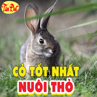 Các giống cỏ nuôi thỏ tốt nhất năng suất