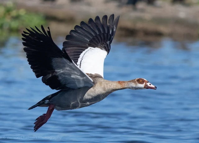 Canon EOS 7D Mark II Autofocus Consistency Testing : Egyptian Goose in Flight 02