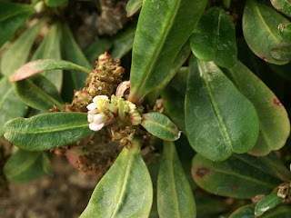 Euphorbe de Paulian - Euphorbia paulianii