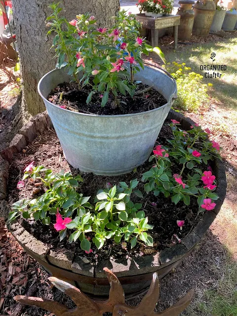 Photo of a barrel planter with impatiens & a bucket of fuchsias