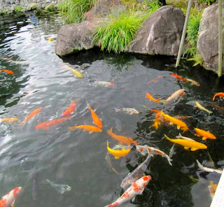 Koi Pond Koko-en Gardens Himeji Japan